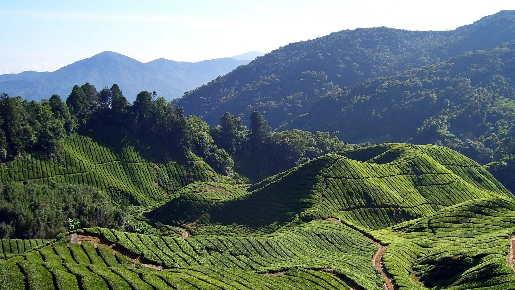 darjeeling5